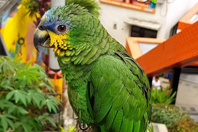 Comuna 13 Graffiti Tour with Street Food - Starting at July 20 and climbing Independence 1