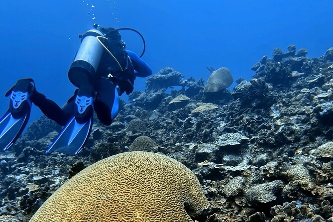 Diving Experience in Cartagena with all Incluided - A Private Format With a Personal Touch