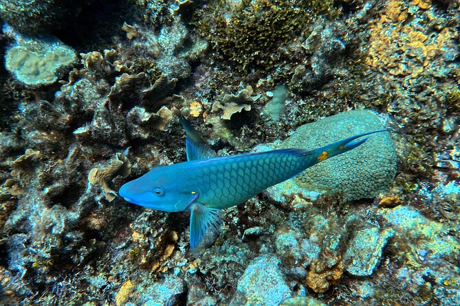 Diving Experience in Cartagena with all Incluided - Two Tank Outings in the Bay of Cartagena