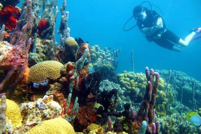 Diving in Playa Blanca Barú with Lunch - Cartagena Colombia - Leaving Cartagena at 7:30 am