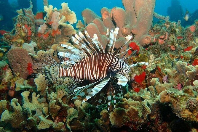Diving in Playa Blanca Barú with Lunch - Cartagena Colombia - Lunch, another boat ride, and Playa Blanca time