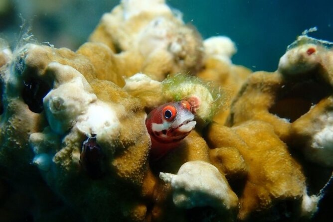 Diving in Playa Blanca Barú with Lunch - Cartagena Colombia - Who will enjoy this Cartagena day trip?