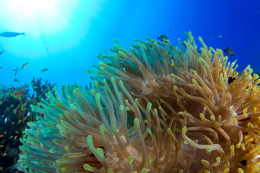Diving Santa Marta & Tayrona for Certified Divers (2 tanks) - What the day around Tayrona looks like
