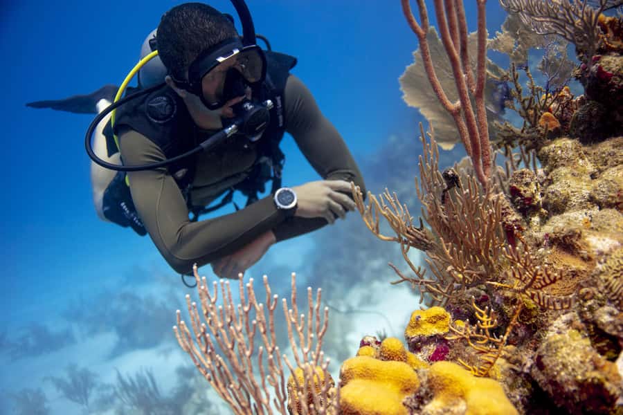Diving Santa Marta & Tayrona for Certified Divers (2 tanks) - The coral formations and marine life
