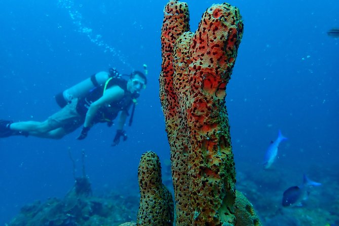 Diving Trip for Certified Divers. - Meeting at 7:00 am at Cartagena Nautical Club
