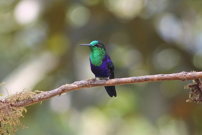 Easy Birdwatching in Cali Colombia (4 Hours) - Why this short Cali outing works