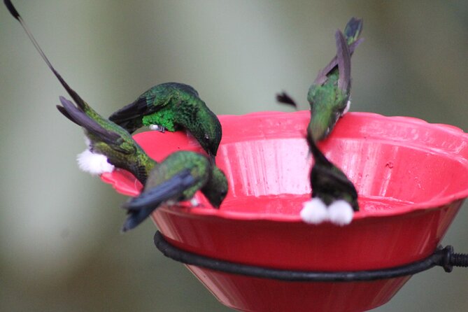 Easy Birdwatching in Cali Colombia (4 Hours) - Finca Alejandria and the natural hummingbird feeders