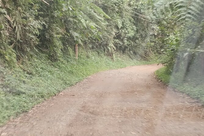 Easy Birdwatching in Cali Colombia (4 Hours) - The baby goat stop on the way back