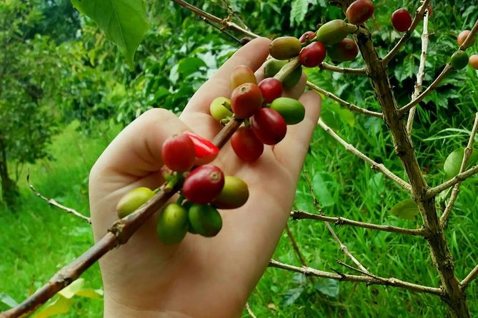 Exclusive Coffee Experience:Tour from Bogotá - Private transport and the guide question