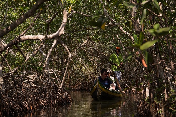 Explore La Boquilla’s Mangrove Tunnels with Local Fishermen - Why the mangroves matter