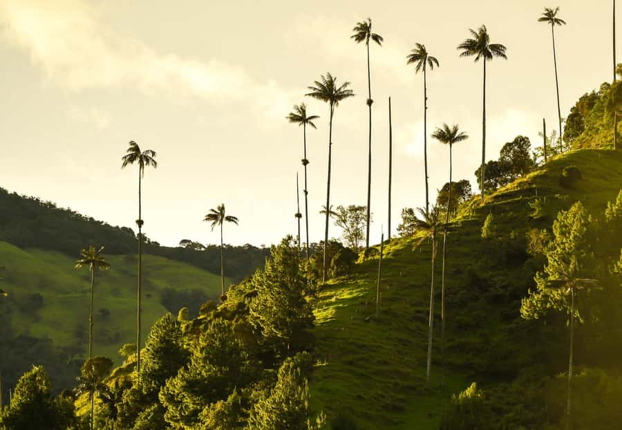 Filandia, Salento and Cocora Valley Private Tour - Salento for Paisa streets and small purchases
