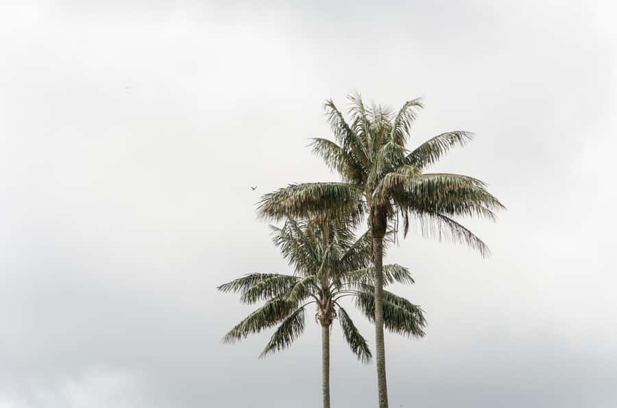 Filandia, Salento and Cocora Valley Private Tour - Who will appreciate this private route