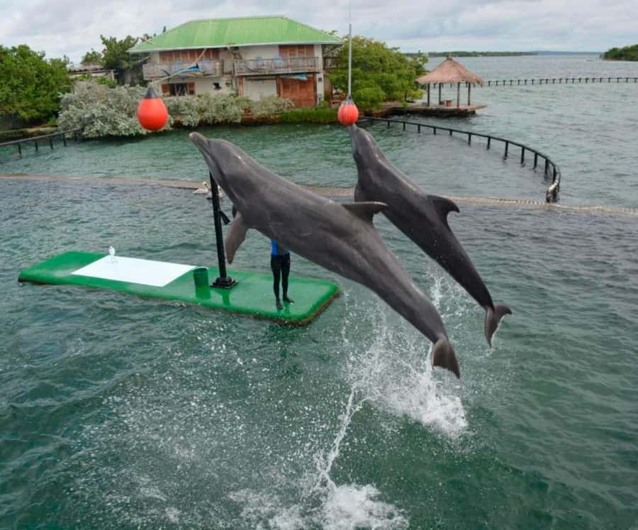 Freedom Beach Club - Barú- Tranquila Beach + Oceanarium - Key points at a glance
