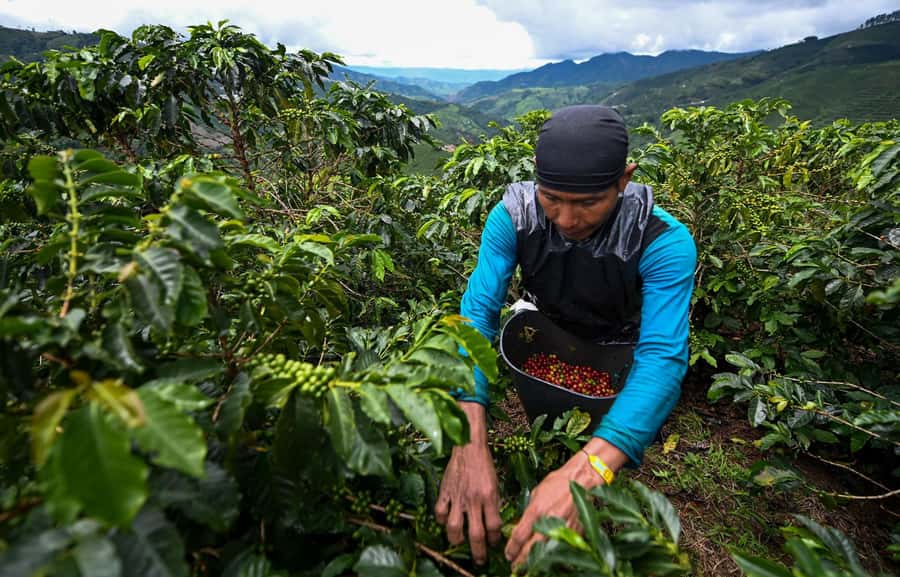From Bogota: 5 hour guided coffe farm tour - All included - Leaving Bogotá for Ubaque