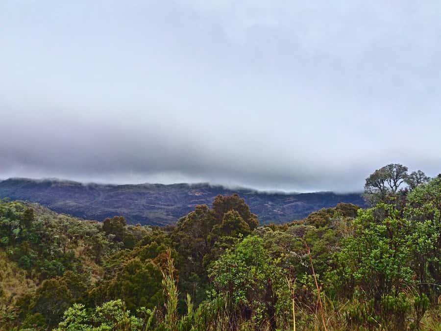 From Bogotá: Chingaza National Park Eco Tour - Walking the Rincón del Oso Trail