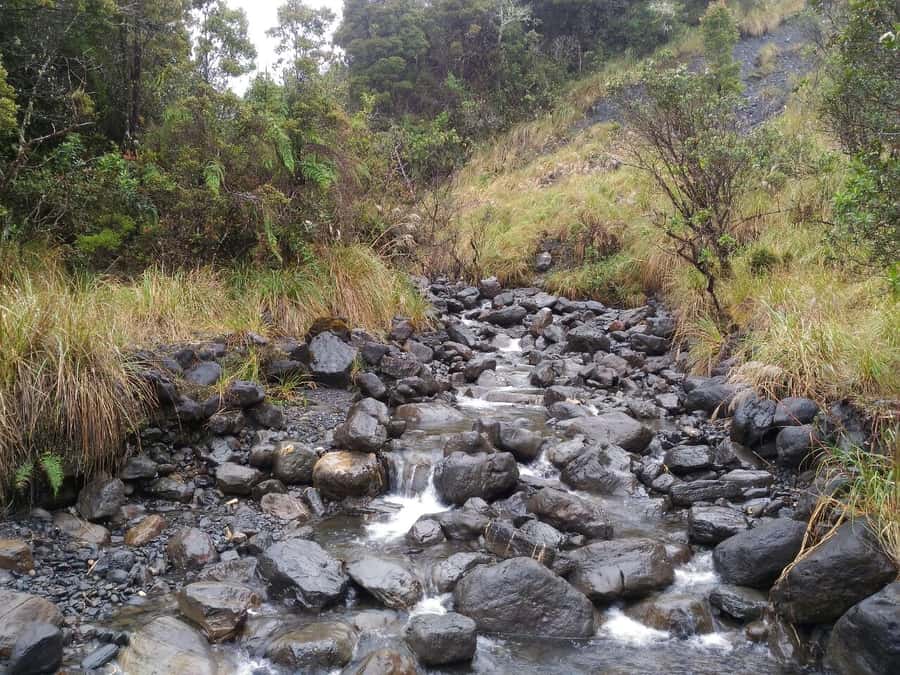 From Bogotá: Chingaza National Park Eco Tour - What the $158 price really buys