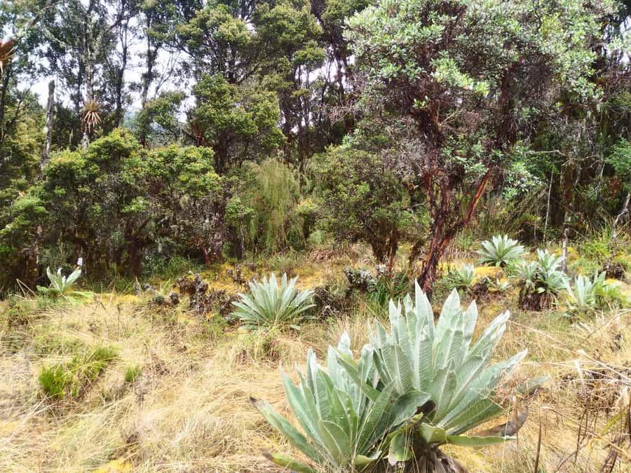 From Bogotá: Chingaza National Park Eco Tour - Who should book this eco tour?