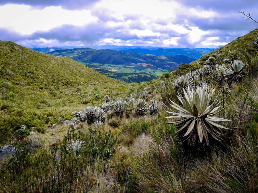 From Bogotá: Chingaza National Park Eco Tour - Chingaza National Park is more than a scenic backdrop