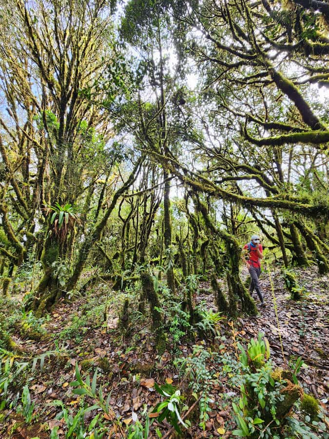 From Bogota: Explore Colombia's Andean Peatlands - Why leave Bogotá for the high páramo