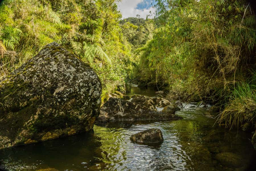 From Bogota: Explore Colombia's Andean Peatlands - Wildlife with realistic expectations