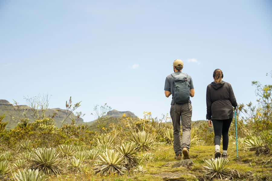 From Bogota: Explore Colombia's Andean Peatlands - The conservation choice: tree planting