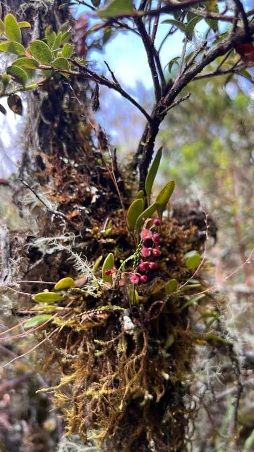 From Bogota: Explore Colombia's Andean Peatlands - Is $191 a fair price?