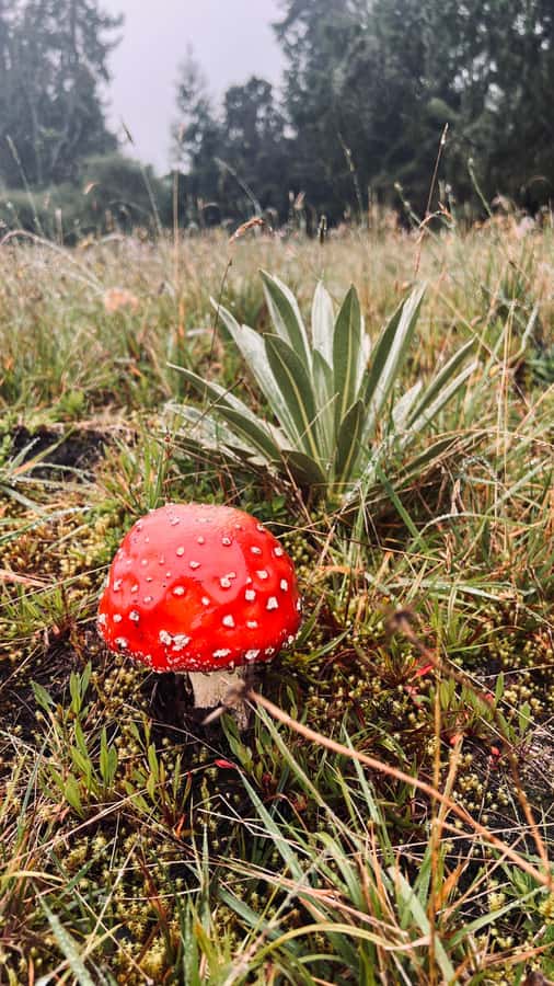 From Bogota: Explore Colombia's Andean Peatlands - The early drive from Bogotá to Guasca