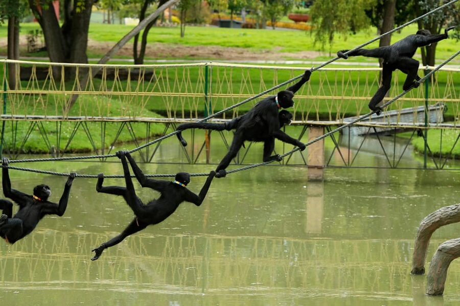 From Bogota: Jaime Duque Park and zoo with ticket included - A Caribbean Sea replica with naval vessels