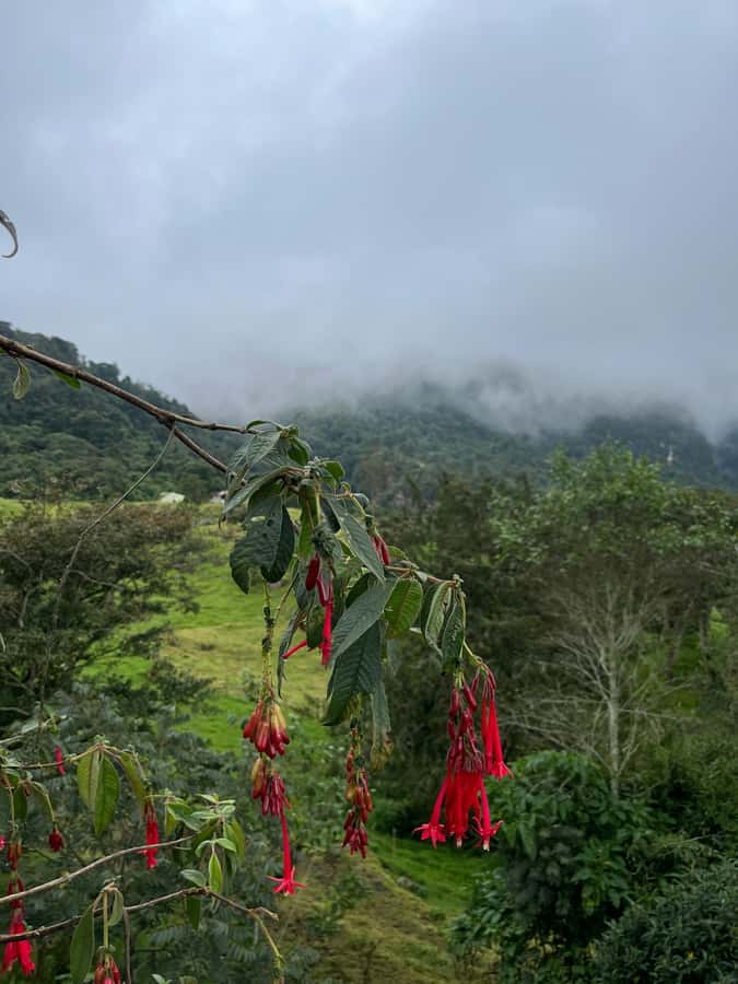 FROM BOGOTA: Tour to La Chorrera, Colombia's highest waterfall. - Why La Chorrera Makes a Strong Day Trip