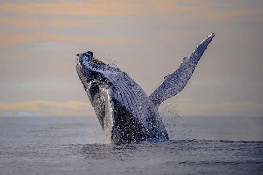 From Cali: Whale Watching Day Trip in Buenaventura - Leaving Cali at 5:30 AM