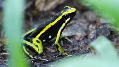 Wild Amazonas Adventure 4-Day Tour