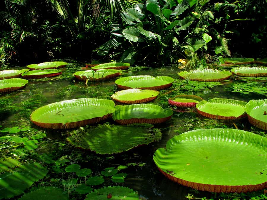 From Leticia: Wild Amazonas Adventure 4-Day Tour - What the $789 price really covers