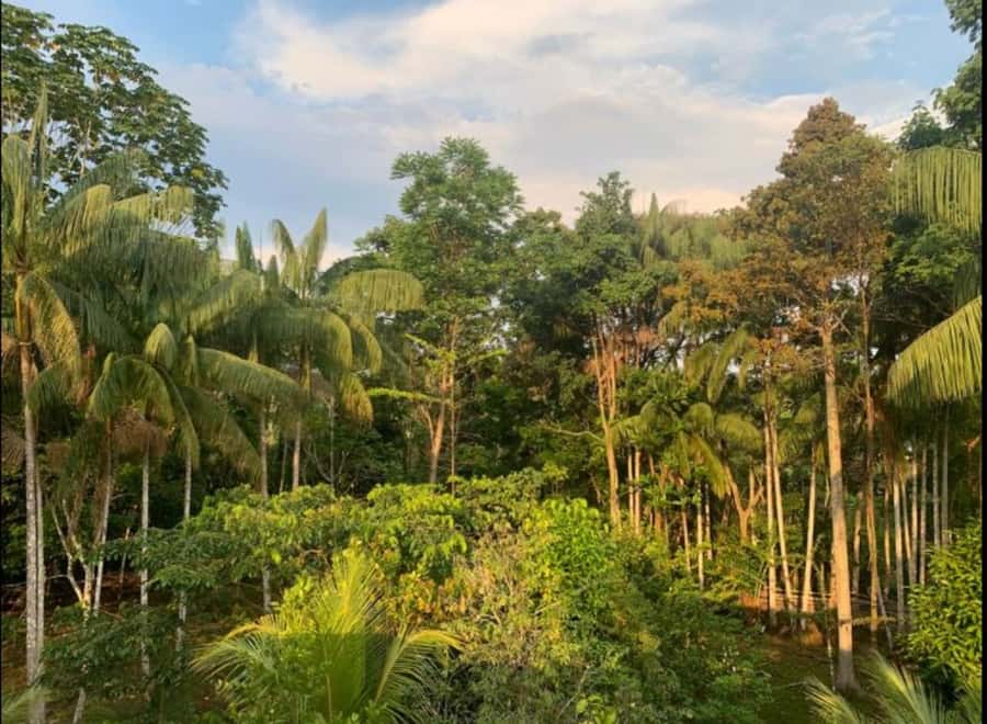From Leticia: Wild Amazonas Adventure 4-Day Tour - Who should book this Amazon trip?