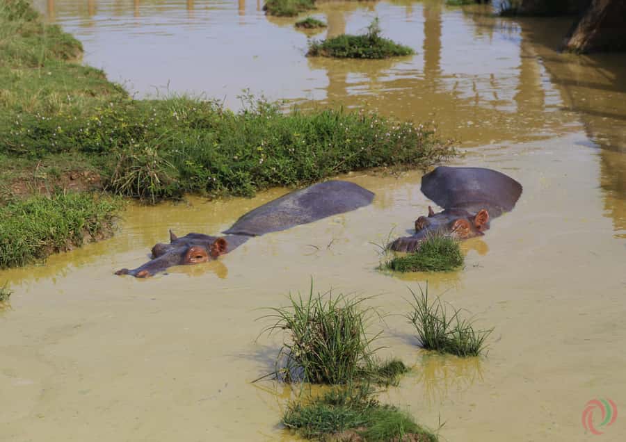 From Medellín: Day Trip to Hacienda Nápoles Theme Park - The Safari Passport’s water attractions