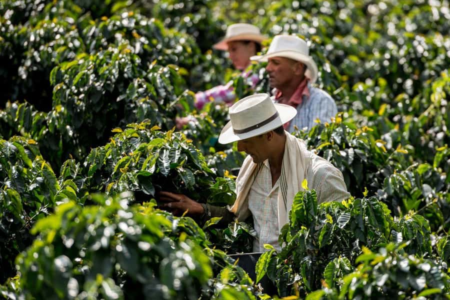From Medellin: Guatapé and Coffee Private Day Tour - Key points at a glance