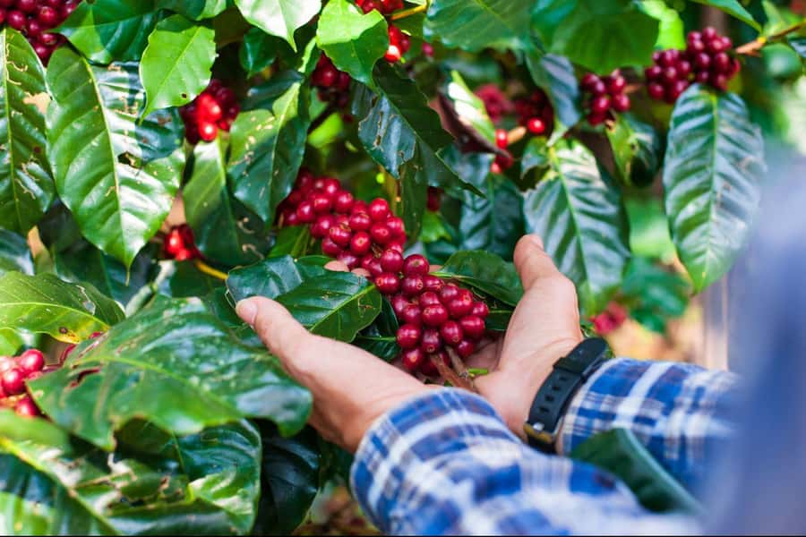 From Medellin: Guatapé and Coffee Private Day Tour - Leaving Medellín by private transport