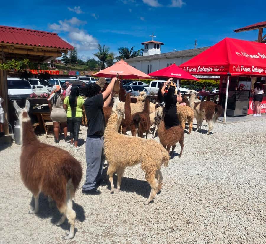From Medellin: Guatapé & Peñol Rock with Boat & farm animals - Key points to know before you go
