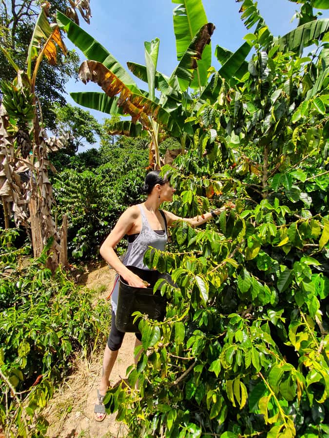 From Medellin: Private Envigado Coffee Tour with Tastings - Why the private format matters for a coffee lesson