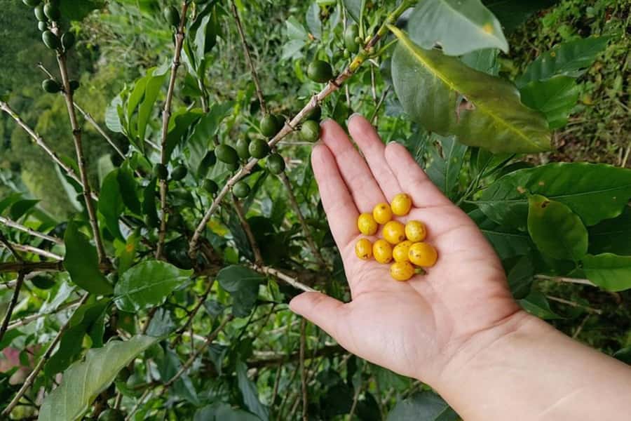 From Medellin: Private Envigado Coffee Tour with Tastings - Booking flexibility and practical limits