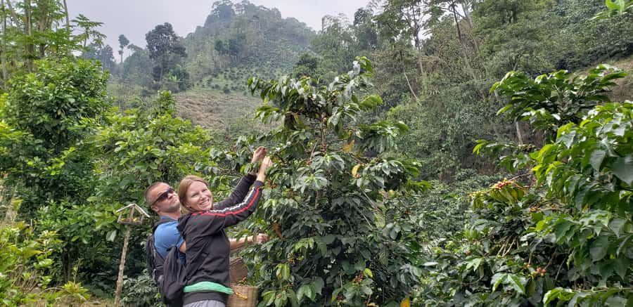 From Medellin: Private Envigado Coffee Tour with Tastings - Picking beans and seeing coffee cultivation up close