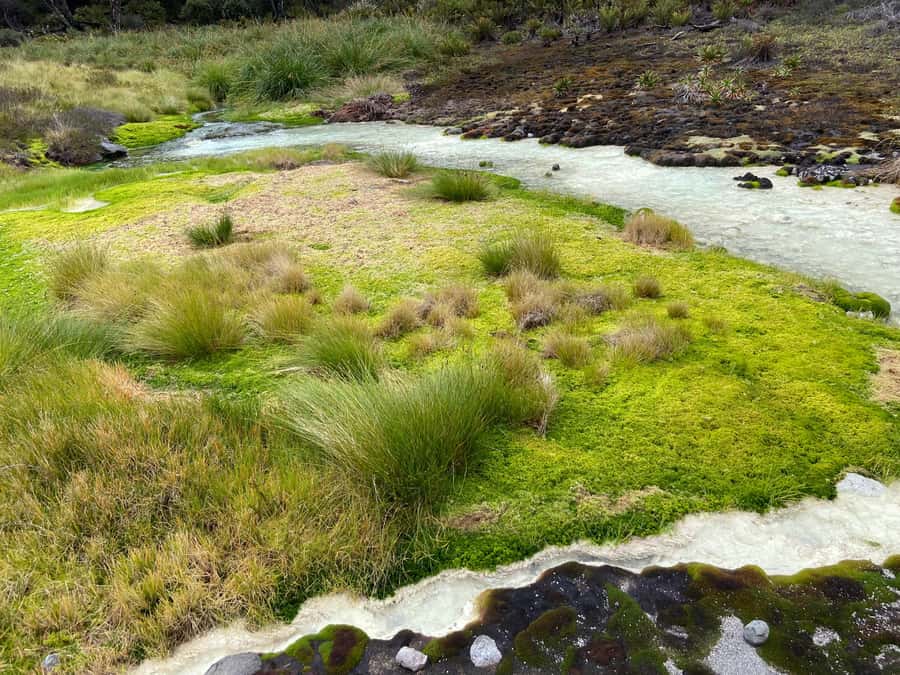 From Popayán: Day Trip to Puracé National Park - What the guide adds to the experience