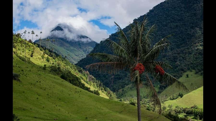 From Salento: Cocora Valley Hiking Tour with Lunch - Practical preparation for Cocora Valley