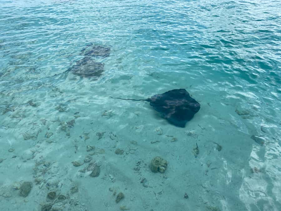 From San Andres: Cayo Acuario Tour - Three and a half hours at Cayo Acuario