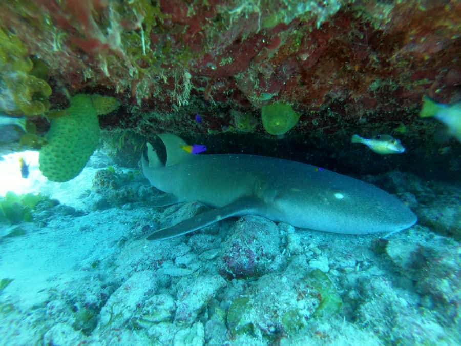 From San Andres: Cayo Acuario Tour - The organization question