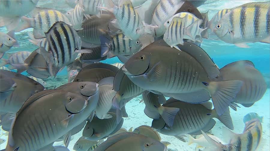 From San Andres: Cayo Acuario Tour - Starting at Martinez Renta Autos on Av. Newball