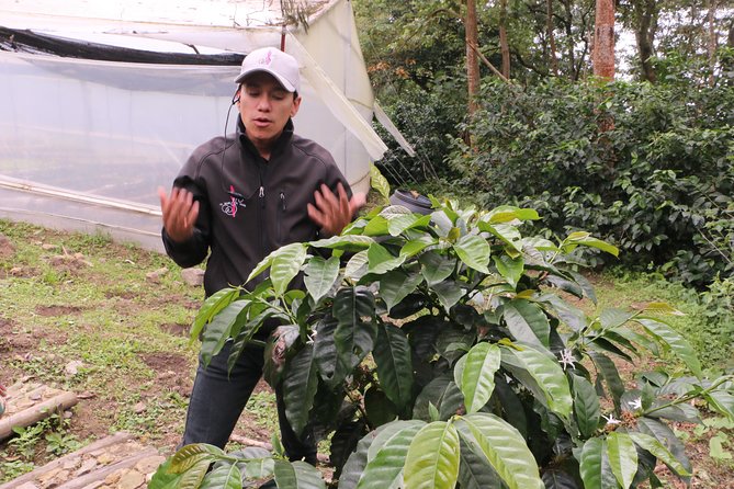 From Seed to Cup - Coffee Experience at La Palma y El Tucan - Why this makes a worthwhile Bogotá day trip