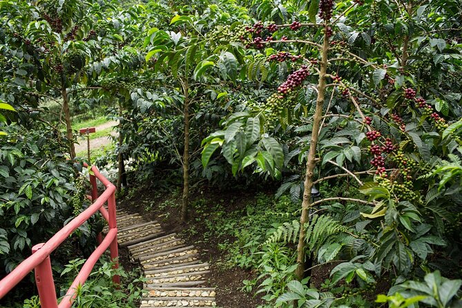 From Seed to Cup - Coffee Experience at La Palma y El Tucan - What happens in the coffee lab