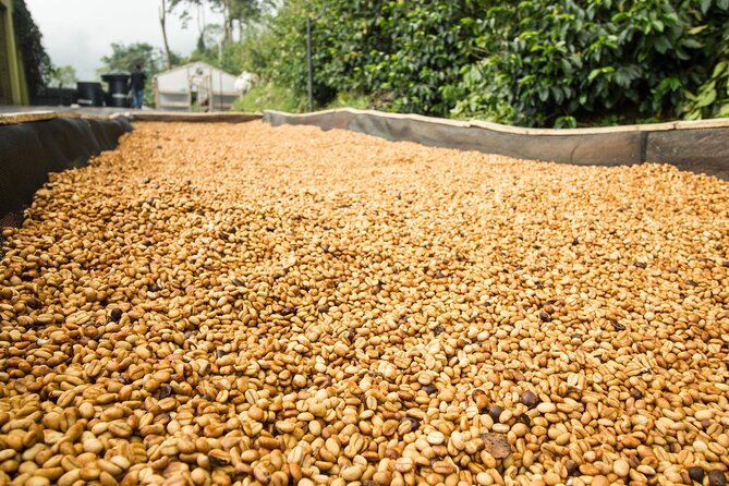 From Seed to Cup - Coffee Experience at La Palma y El Tucan - Lunch with ingredients from the fields