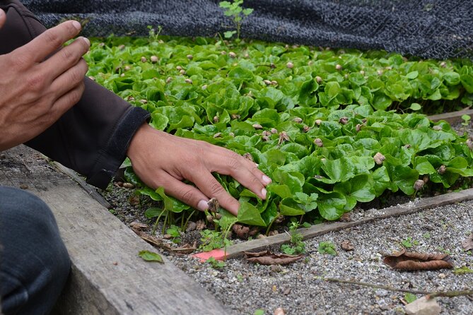 From Seed to Cup - Coffee Experience at La Palma y El Tucan - Is $221 a fair price?