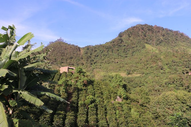 From Seed to Cup - Coffee Experience at La Palma y El Tucan - From seeds to coffee cherries